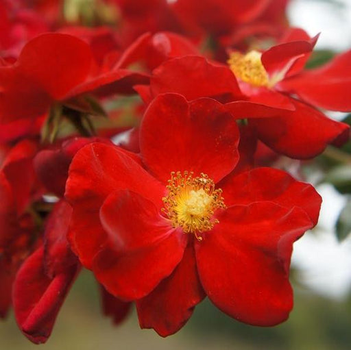 Rose, Flower Carpet® Red Rose