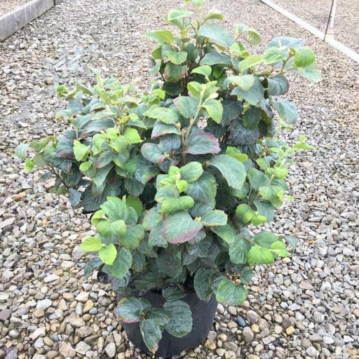Fothergilla, Blue Shadow Fothergilla