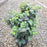 Fothergilla, Blue Shadow Fothergilla