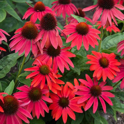 Coneflower, PW® Summersong™ Firefinch™ Coneflower