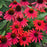 Coneflower, PW® Summersong™ Firefinch™ Coneflower