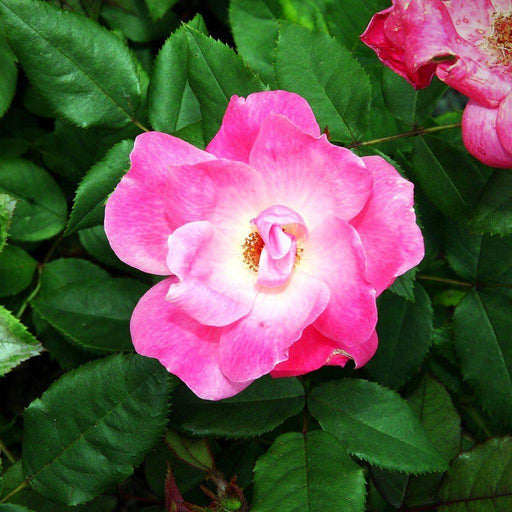 Rose, Pink Knock Out® Rose