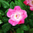 Rose, Pink Knock Out® Rose