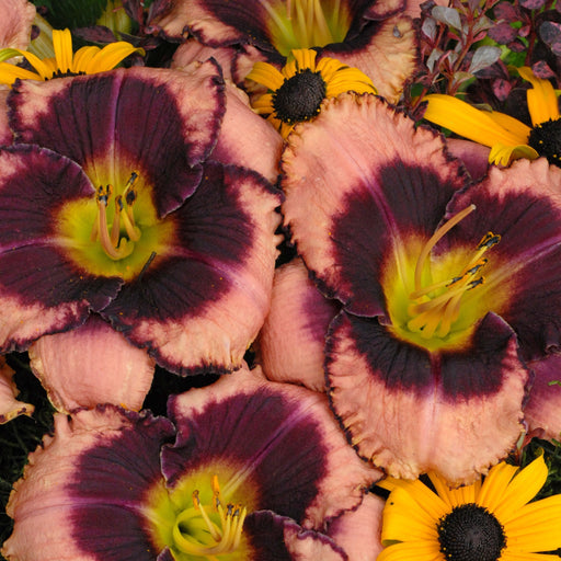 Daylily, Daring Deception Daylily