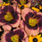 Daylily, Daring Deception Daylily