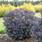 Sedum 'Back In Black'  - Rock 'N Grow® Back In Black Stonecrop