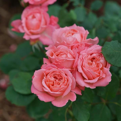 Rose, Reminiscent™ Coral Rose