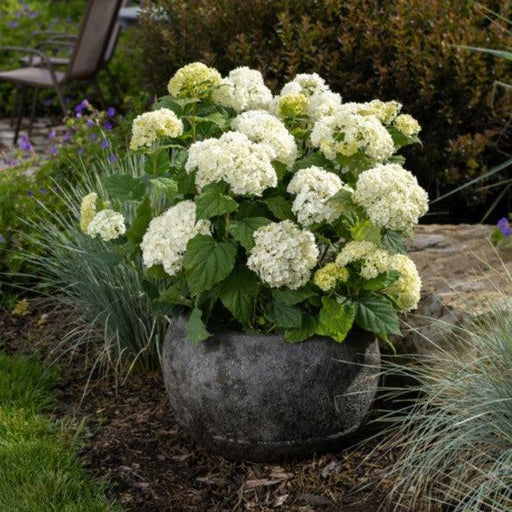 Hydrangea, First Editions® FlowerFull™ Smooth Smooth Hydrangea