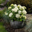 Hydrangea, First Editions® FlowerFull™ Smooth Smooth Hydrangea