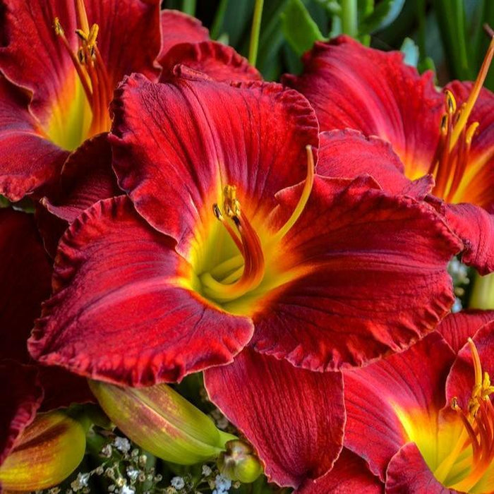 Daylily, Prairie Wildfire Daylily