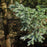 Cypress, Boulevard Cypress