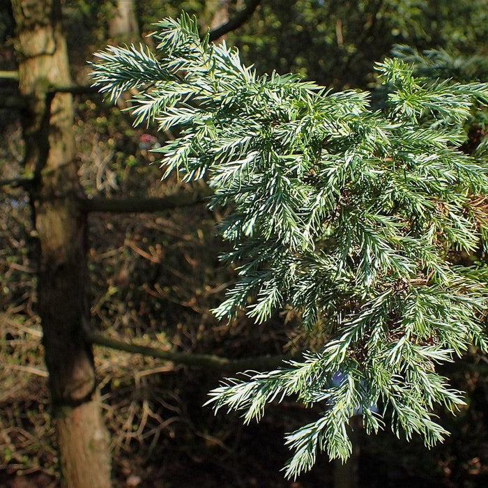 Cypress, Boulevard Cypress