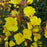 Sundrops, Fireworks Sundrops