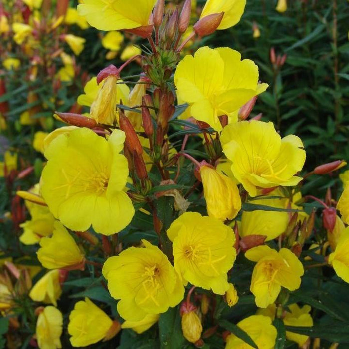 Sundrops, Fireworks Sundrops