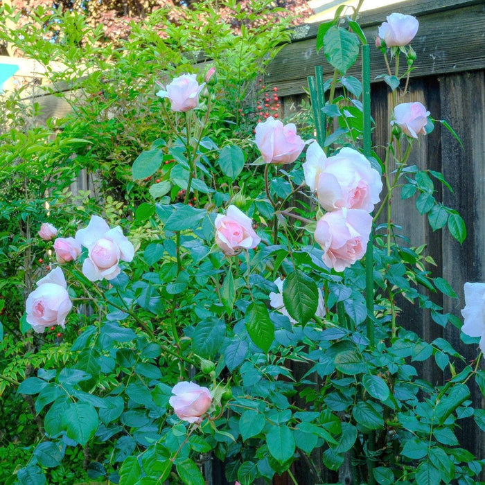 Rose, The Wedgwood Climbing Rose