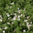 Cinquefoil, Happy Face® White Potentilla