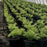Fern, Ostrich Fern