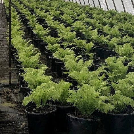 Fern, Ostrich Fern