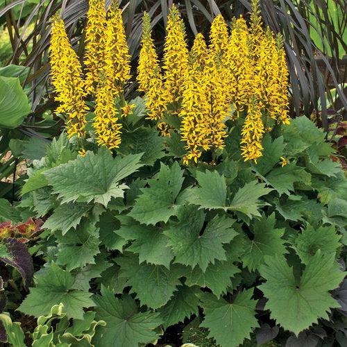 Leopard Plant, Bottle Rocket Ligularia