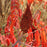 Sumac, Smooth Sumac