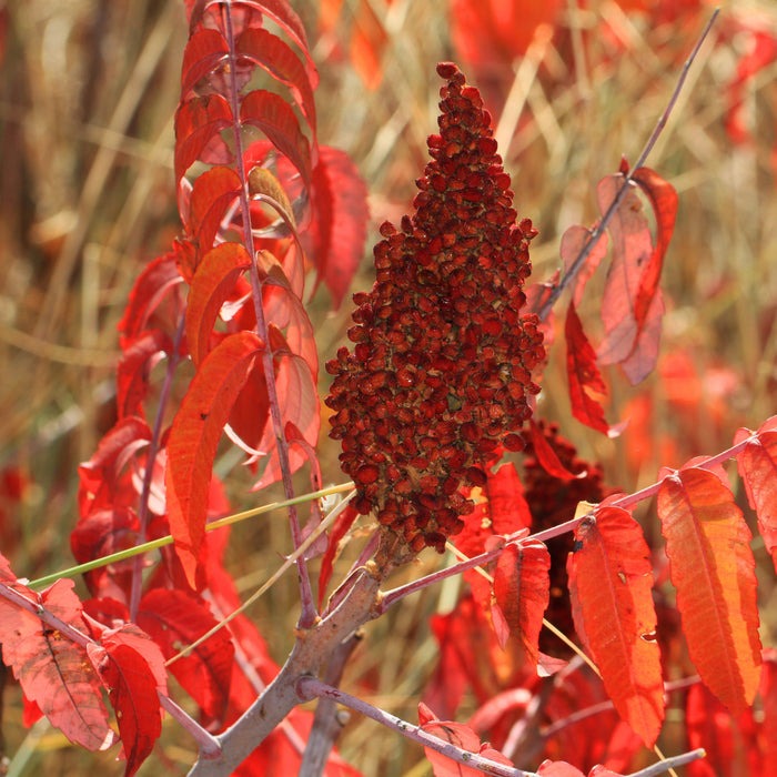 Sumac, Smooth Sumac