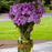 Phlox, Opening Act Blush Phlox