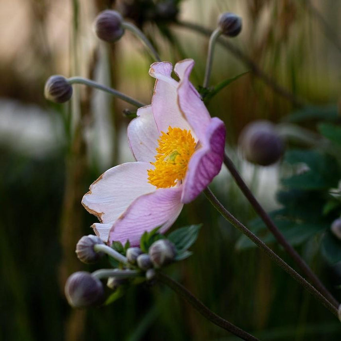 Anemone, September Charm Anemone