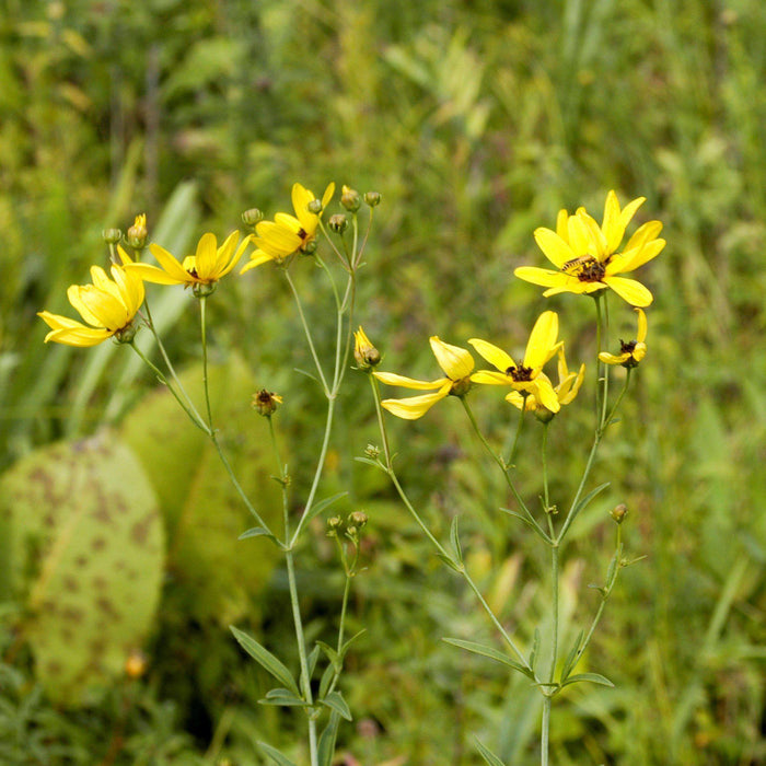 Tickseed, Gold Standard Tall Tickseed