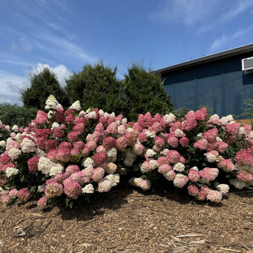 Hydrangea, First Editions® Spring Sizzle® Hydrangea