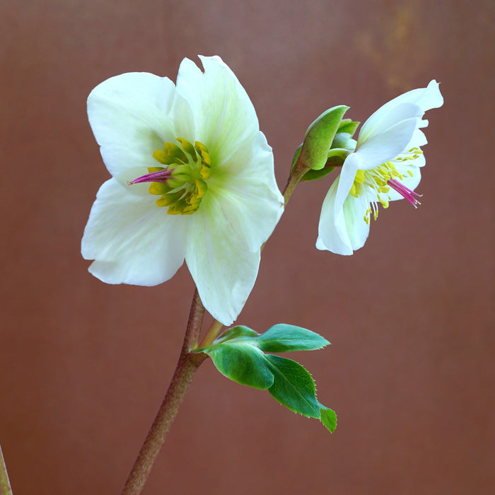 Hellebore, FrostKiss™ Molly's White Lenten Rose