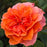Rose, Showpiece™ Orange Rose