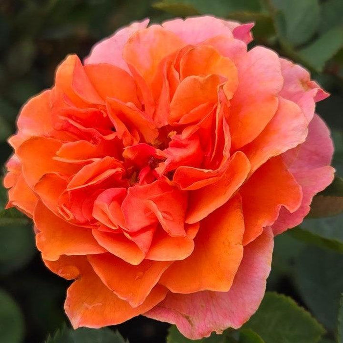 Rose, Showpiece™ Orange Rose