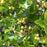 Huckleberry, Black Huckleberry, 1 gal (6-8 in)
