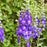 Delphinium, PW® Violets Are Blue Delphinium
