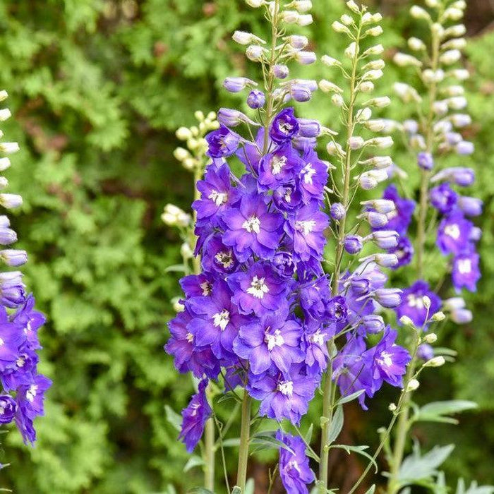 Delphinium, PW® Violets Are Blue Delphinium