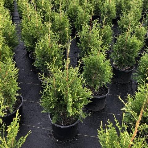 Arborvitae, Green Giant Arborvitae