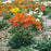 Poppies, Garden Gnome Poppies
