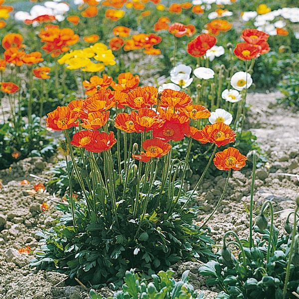 Poppies, Garden Gnome Poppies