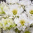 Hellebore, Wedding Party® Mix Lenten Rose