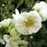 Flowering Quince, PW® Double Take™ Eternal White® Flowering Quince