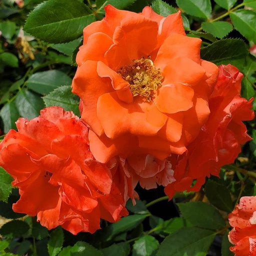 Rose, First Editions® Patriot Dream Rose