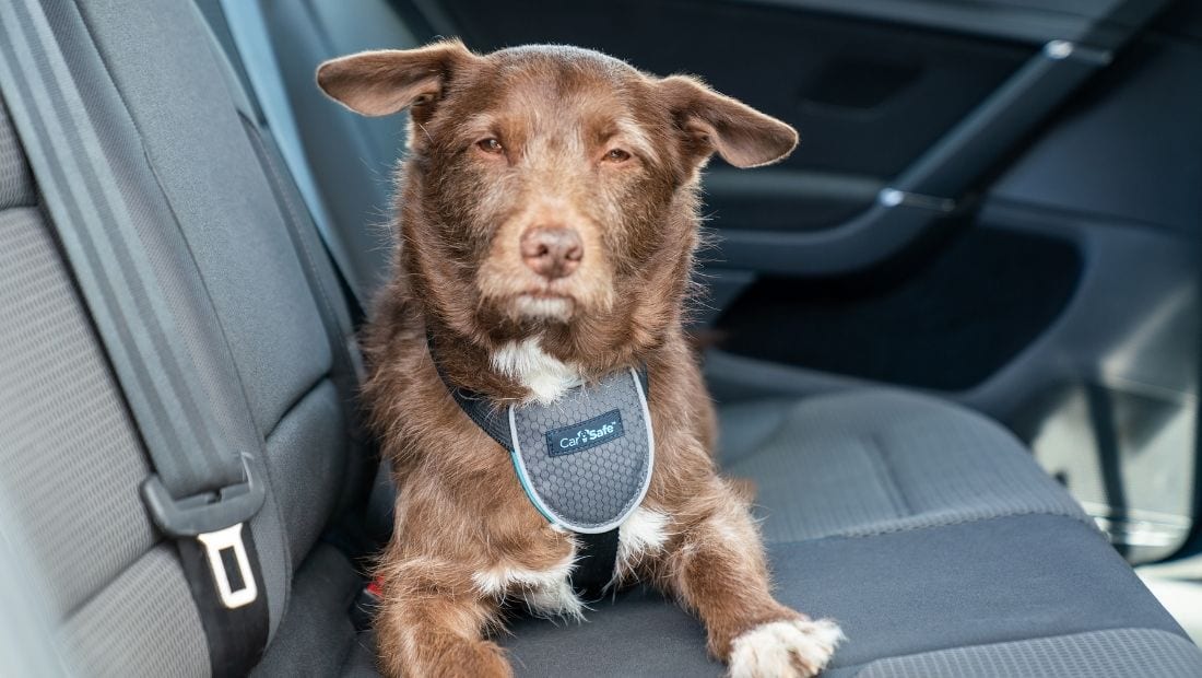 Carsafe Travel Dog Harness
