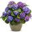 Hydrangea, Let's Dance® Blue Jangles® Hydrangea