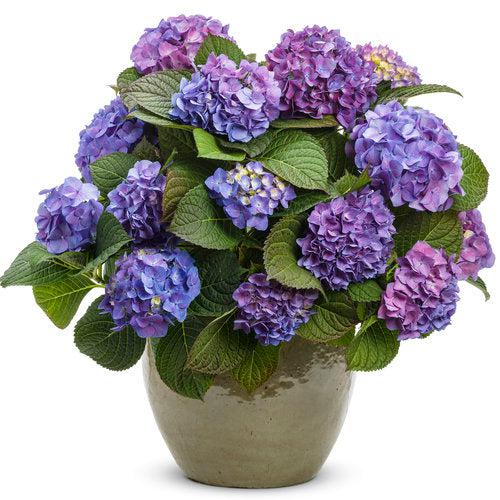 Hydrangea, Let's Dance® Blue Jangles® Hydrangea