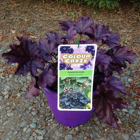Coral Bells, Forever® Purple Coral Bells