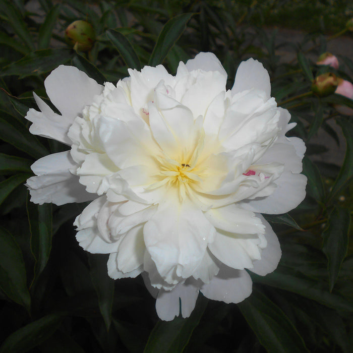 Peony, Duchesse de Nemours Peony