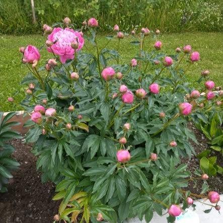 Peony, Petite Renee Peony