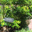 Vaccinium x 'ZF06-179'  - Jelly Bean® Blueberry