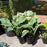 Hosta, First Frost Hosta