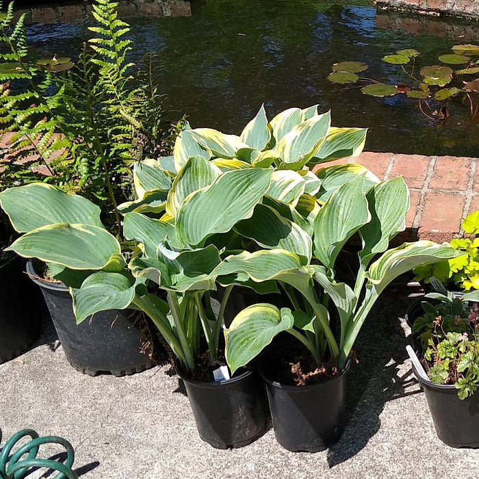 Hosta, First Frost Hosta